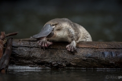 In-field young platypus portrait - McMahons Creek, Victoria
