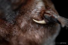 Close up of the venemous suprs of a deceased platypus