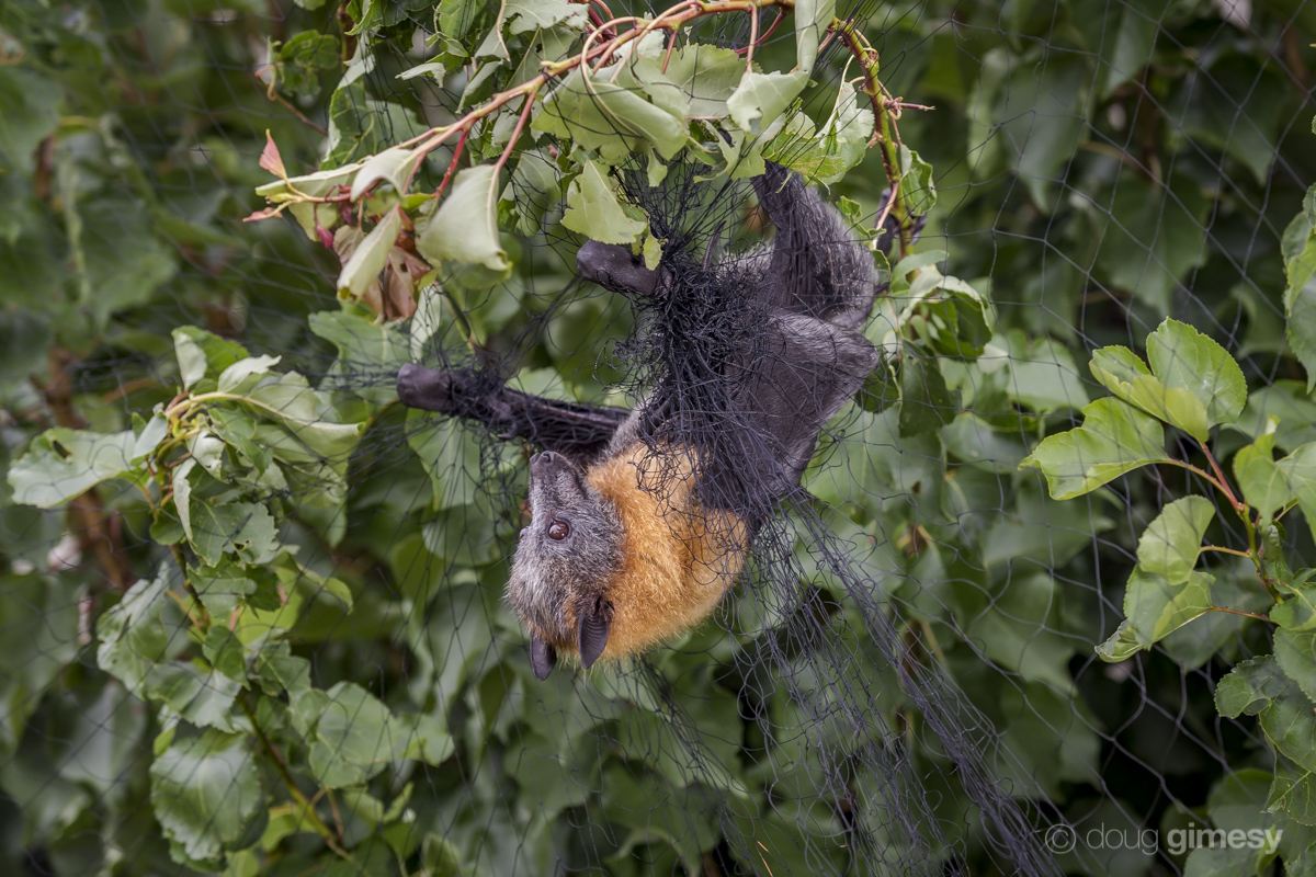 A Grey-headed Flying-fox, Pteropus poliocephalus, tries to chew its way out of fruit tree netting.