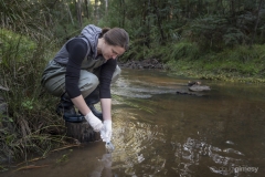 Sampling the waters for platypus eDNA - Cardinia Creek, Victoria