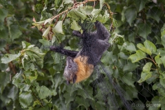 Fruit tree netting is brutal