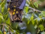 Spectacled flying-foxes